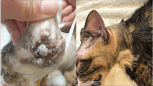 An image showing an ear condition needing treatment on a cat.