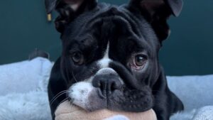 A black and white dog holds a soft toy while looking at the camera.