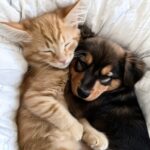 Create a Warm Environment for Young Pets with Elizavet