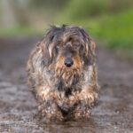 Muddy Dog Walks: When to Worry About Alabama Rot