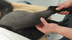 A vet examines the knee of a dog laying on a veterinary examination table.
