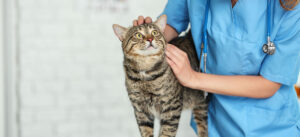 A vet strokes a tabby cat standing on an examination table.