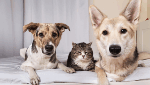 Two older looking dogs and a cat