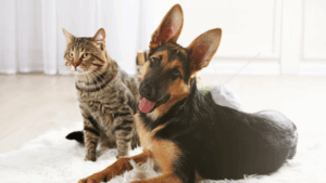 Alsation type dog and a cat sit on a rug together.