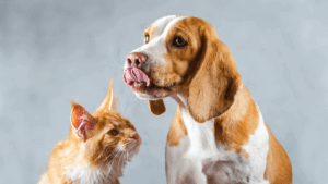 Ginger and white dog and cat