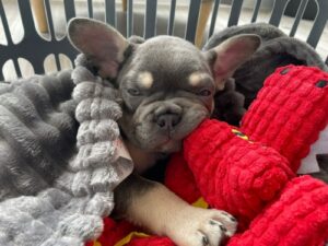 dog in a pet carrier cuddled up to a red toy