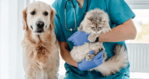 Vet wearing blue gloves holding a cat next to a dog