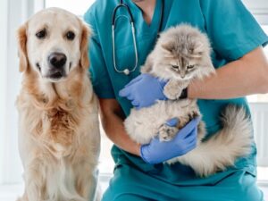 Vet wearing blue gloves holding a cat next to a dog