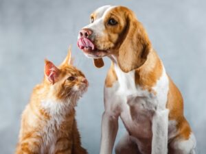 Ginger and white dog and cat sat together