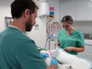 Two veterinary surgeons stand over a surgical table working on a patient.