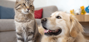 cat and dog sat together
