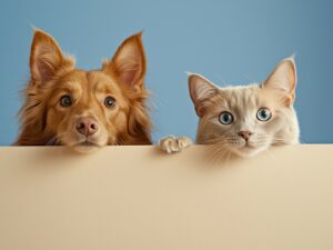 A ginger dog and a grey and white cat peer over a wall.
