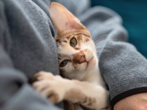 small cat nestled in someone's arms