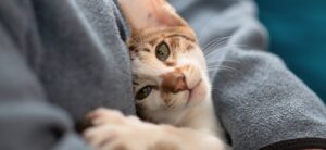 small cat nestled in someone's arms