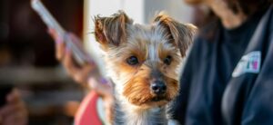Dog's face with someone one mobile in background
