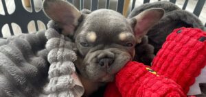 dog in a pet carrier cuddled up to a red toy