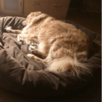 Caring for Senior Pets in North London During Winter