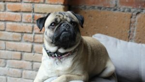 A pug dog sits on a chair and looks off into the distance.