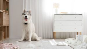 A husky sits in a room looking happy and surrounded by ripped-up tissues and paper.