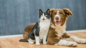 Black and white cat leaning on a young dog. Both are sitting on a wooden floor.