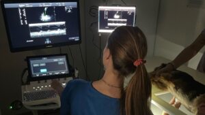 A veterinary surgeon looks at screens in front of her showing ultrasound images of an animal. The animal lays next to her on an examination table.