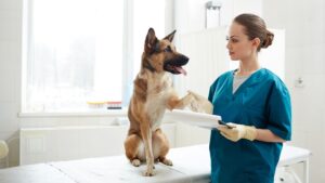 A vet examines a German Shepherd dog and holds its leg while it sits on an examination table.