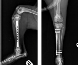 X-rays showing the result of surgery on a dog's leg.