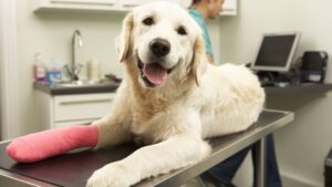 A dog with its leg in plaster looks happy as its lays on an examination table.