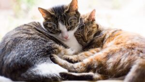 Two cats cuddle each other on a windowsill inside a home.