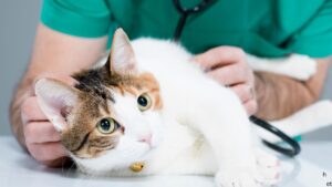 A cat lays on a veterinary examination table as a vet listens to its heart.