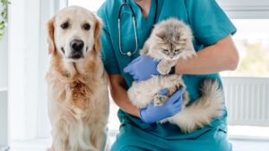 A golden retreiver dog sits on an examination table next to a vet who is holding a cat.