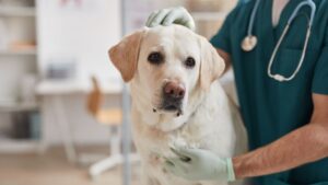 A vet gently holds a labrador dog on an examination table while placing a hand on its head.