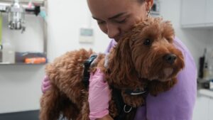 A veterinary nurse hugs a dog as she prepares to begin a veterinary physiotherapy session with the animal.