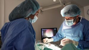 Two vets undertaking surgery on an animal on their surgical table.