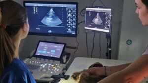 A veterinary surgeon and her assistant examine scans on a screen of the animal they are working. The animal lays on a table in the examination room.