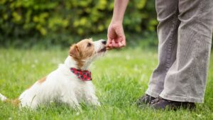 A pet owner offers a treat to a small dog sitting in the grass.