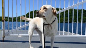 Dog on a ferry with the sea and land behind them.