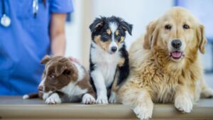Three dogs sit together on a vet clinic table with a vet in the background.