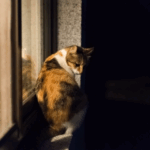 Winter Worries: Keeping Cats Safe After Sunset