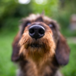 Nose Work Training for Dogs: Get Elizavet’s Tips