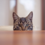 “Bang” “Clatter”… What Is Your Cat Trying to Tell You?