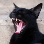 Hidden Hurt: How Dental Problems Can Change Your Cat’s Behaviour