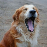 The Link Between Your Dog’s Teeth and Their Overall Wellbeing