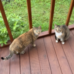 Ready for Spring? A Guide to Cat Vaccinations