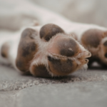 Elizavet’s Guide to Healthy Paws This Spring