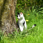 How to Combat Cat Worms
