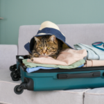Elizavet’s Guide To Travelling With Your Pet