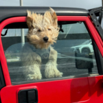 Why You Should Never Leave Your Pet in the Car