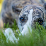 Grass Seeds and Dogs: Advice from Maida Vale Vets