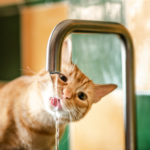 Do Cats Need More Water During Summer?